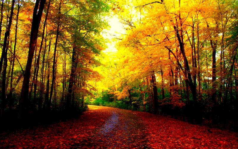 Nature Forests Autumn