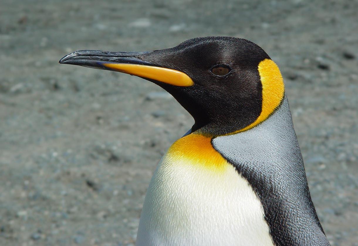 King Penguin Desktop And Mobile Wallpaper Animals Town