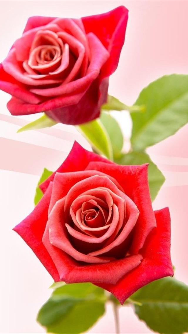 50 Rose Wallpaper For Iphone On Wallpapersafari - Rose Flower Phone Wallpaper Hd