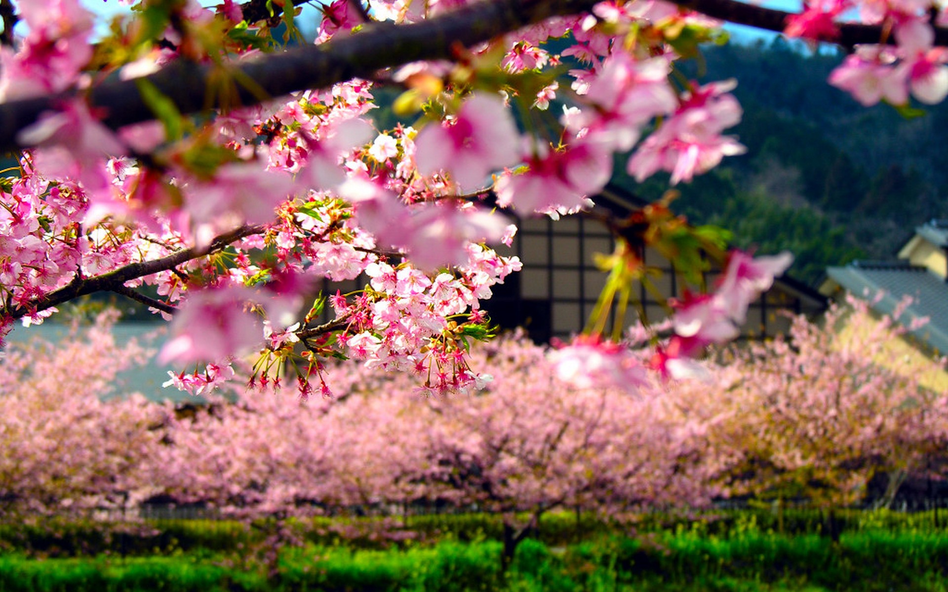 Japan Wallpaper