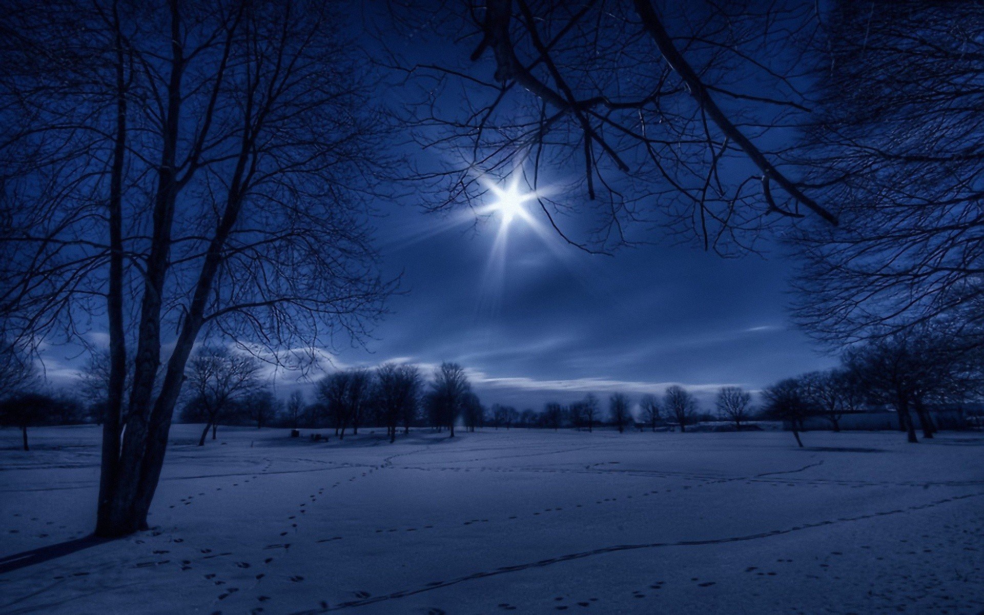 Winter Snow Trees Night White Moonlight Footprint Wallpaper Background