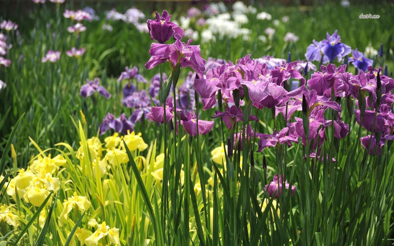 Iris Wallpaper Flower