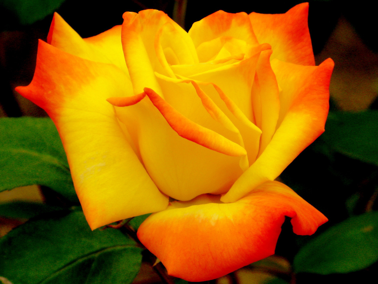 Beautiful Color Roses Wallpaper