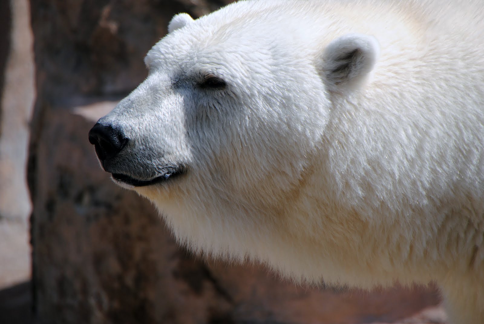 Beautiful Wallpaper Polar Bear