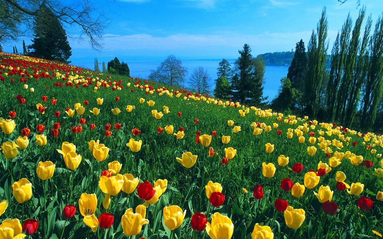 Tulip Flower Wallpaper For Desktop