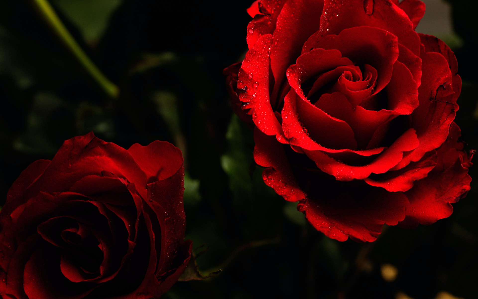 Rose Wallpaper For HD