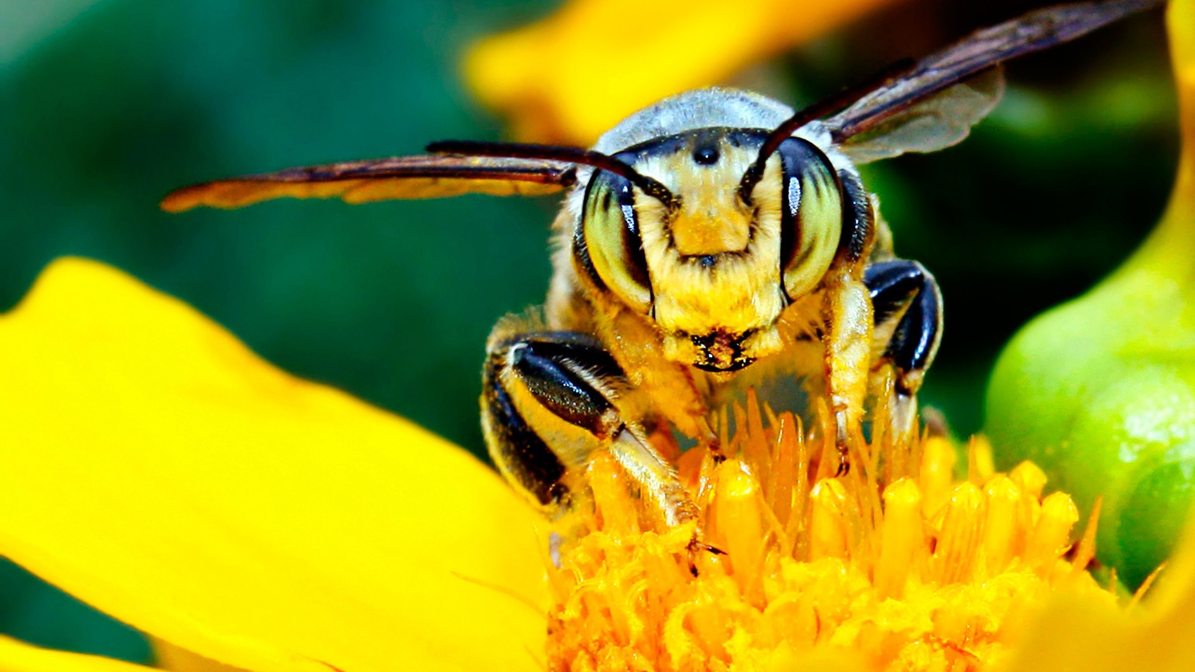 🔥 [40+] Bee Wallpapers | WallpaperSafari
