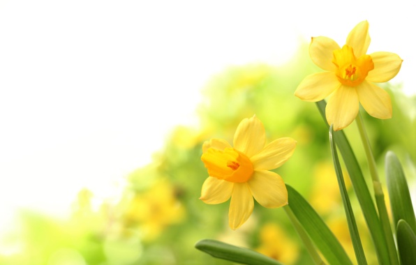 Wallpaper Spring Bloom Flowers Daffodils