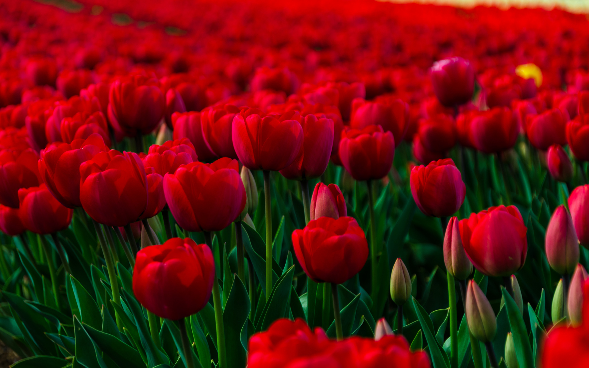 A vibrant field of red tulips in full bloom, creating a stunning natural wallpaper