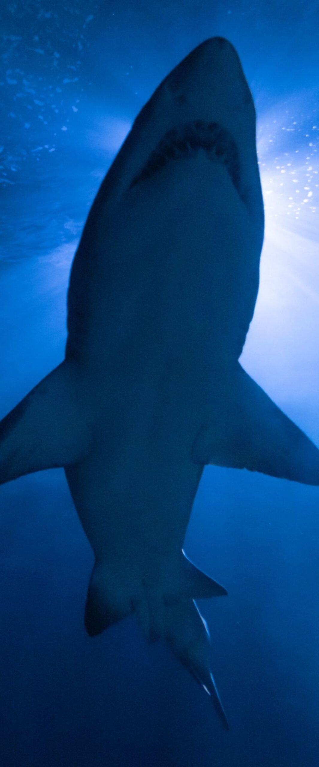 Shark Phone Wallpaper