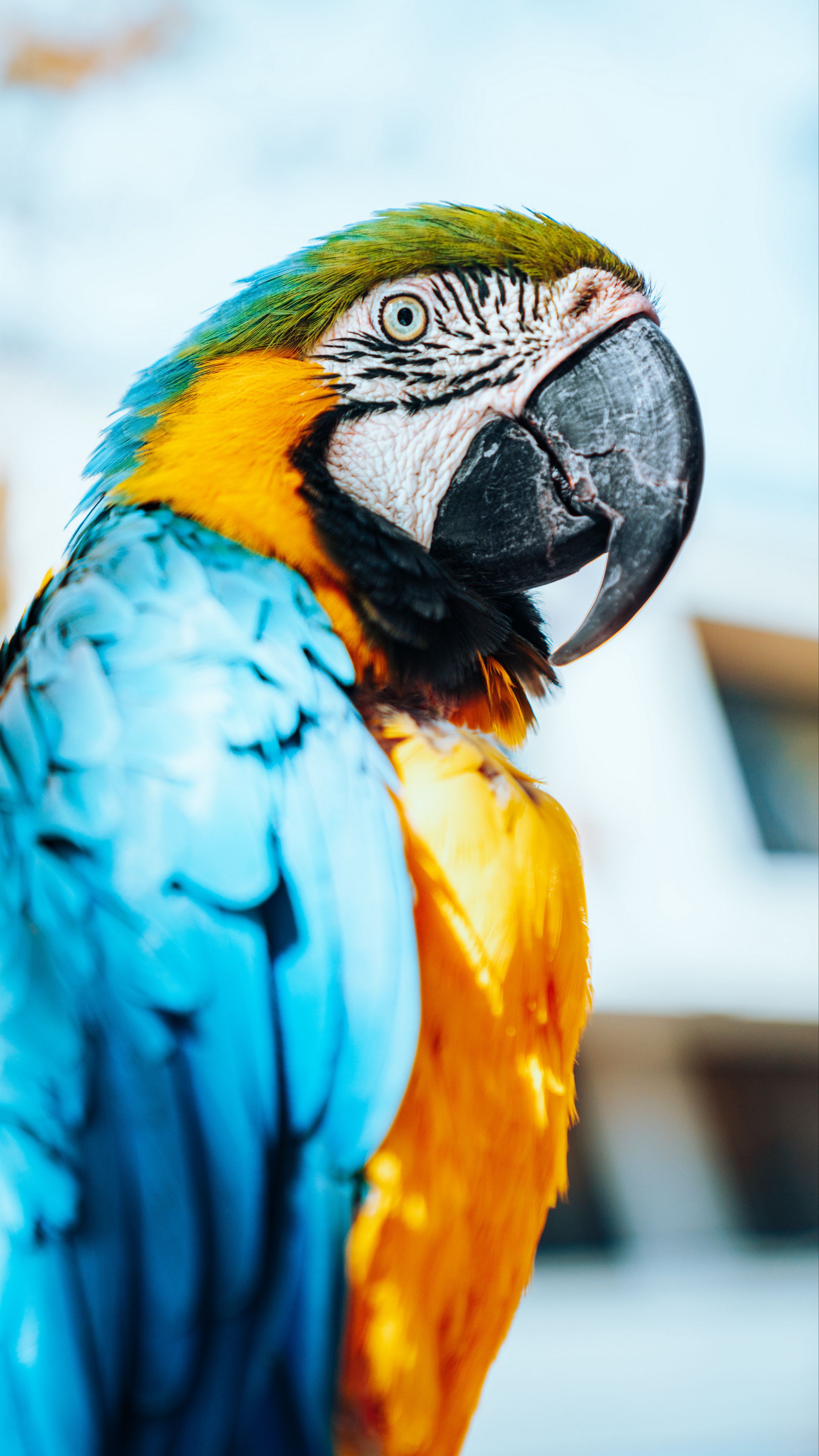 Wallpaper Macaw Parrot Bird Colorful