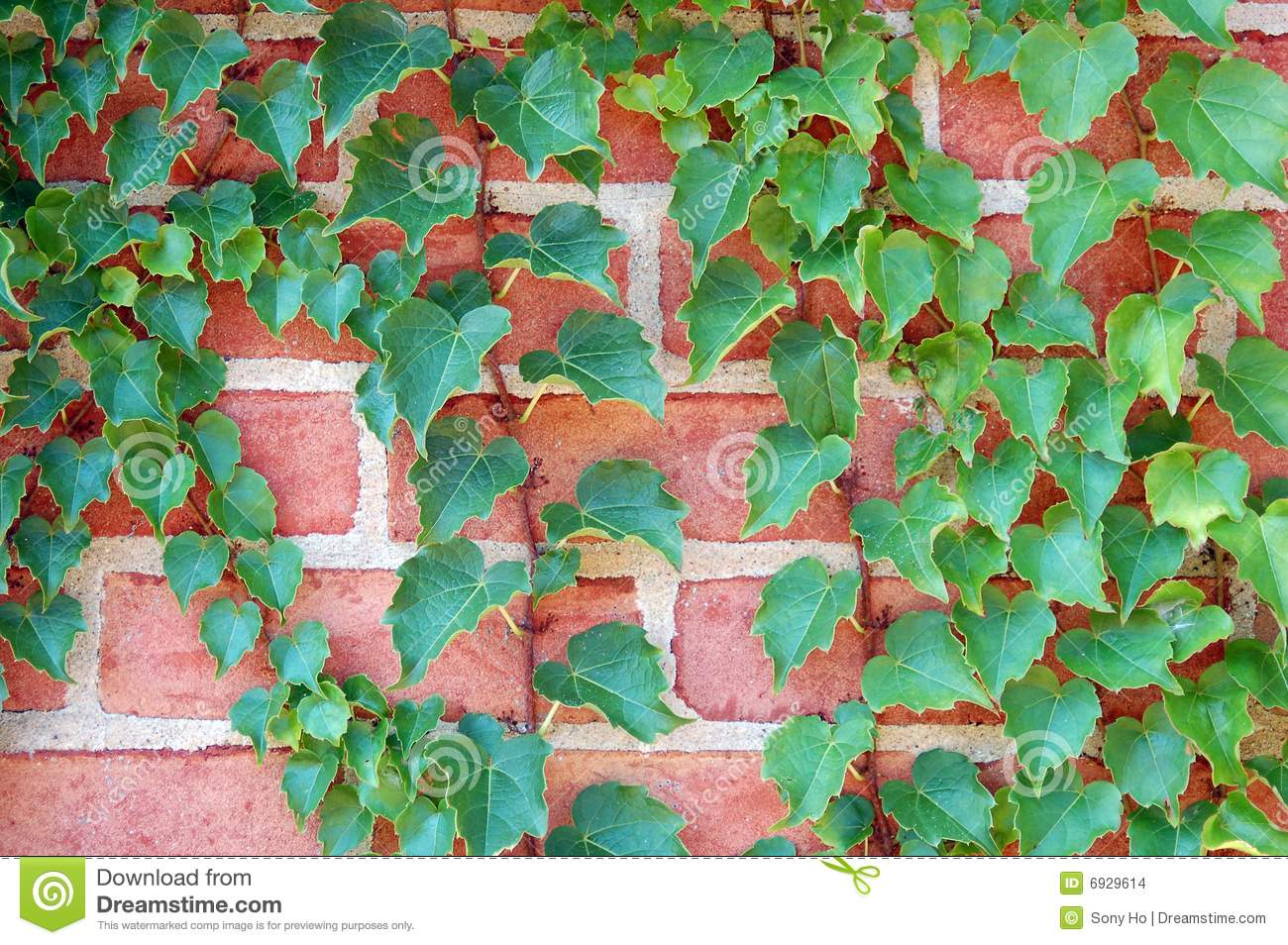 Ivy Vine Wall Stock Images Image