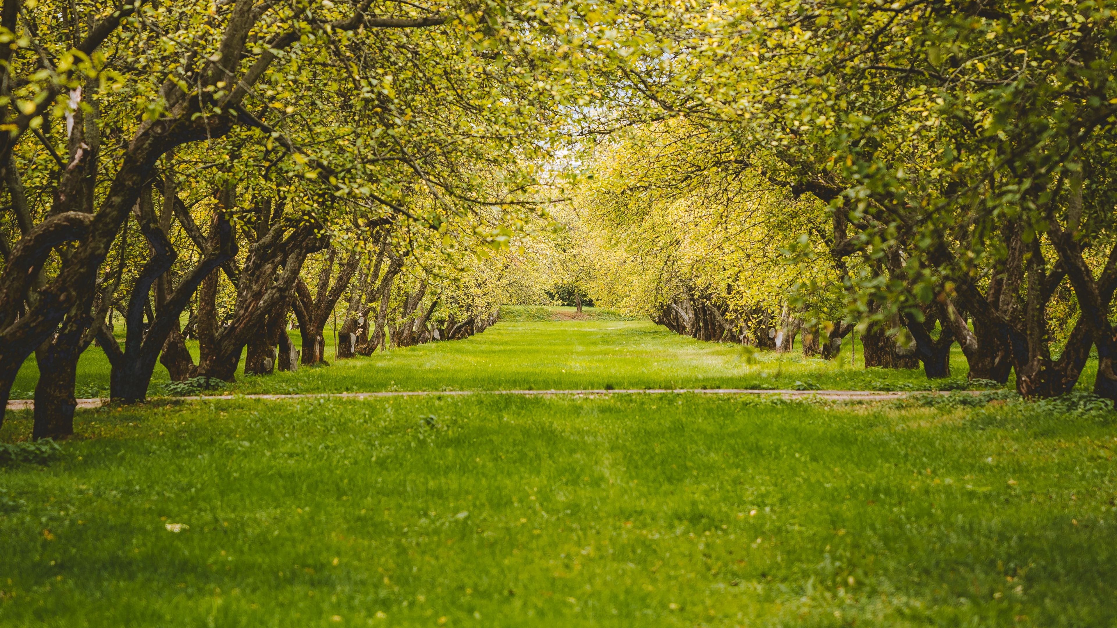 Garden HD Wallpaper