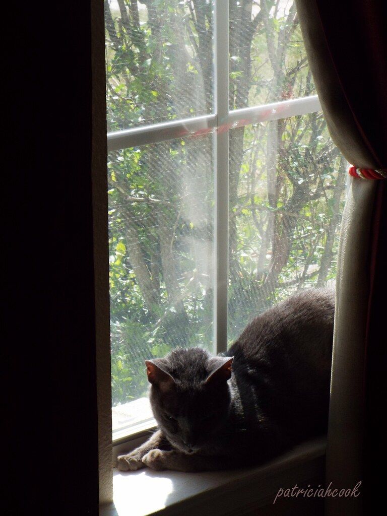 Keesa In The Window Cat Wallpaper Cats