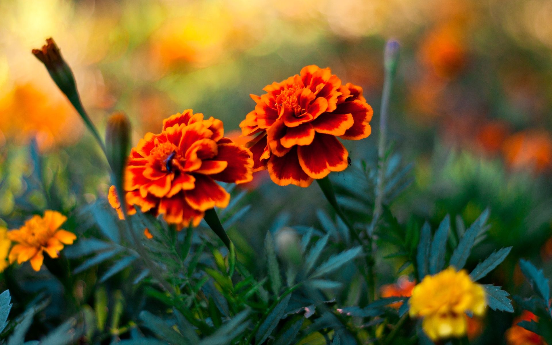 Real Flower Wallpaper
