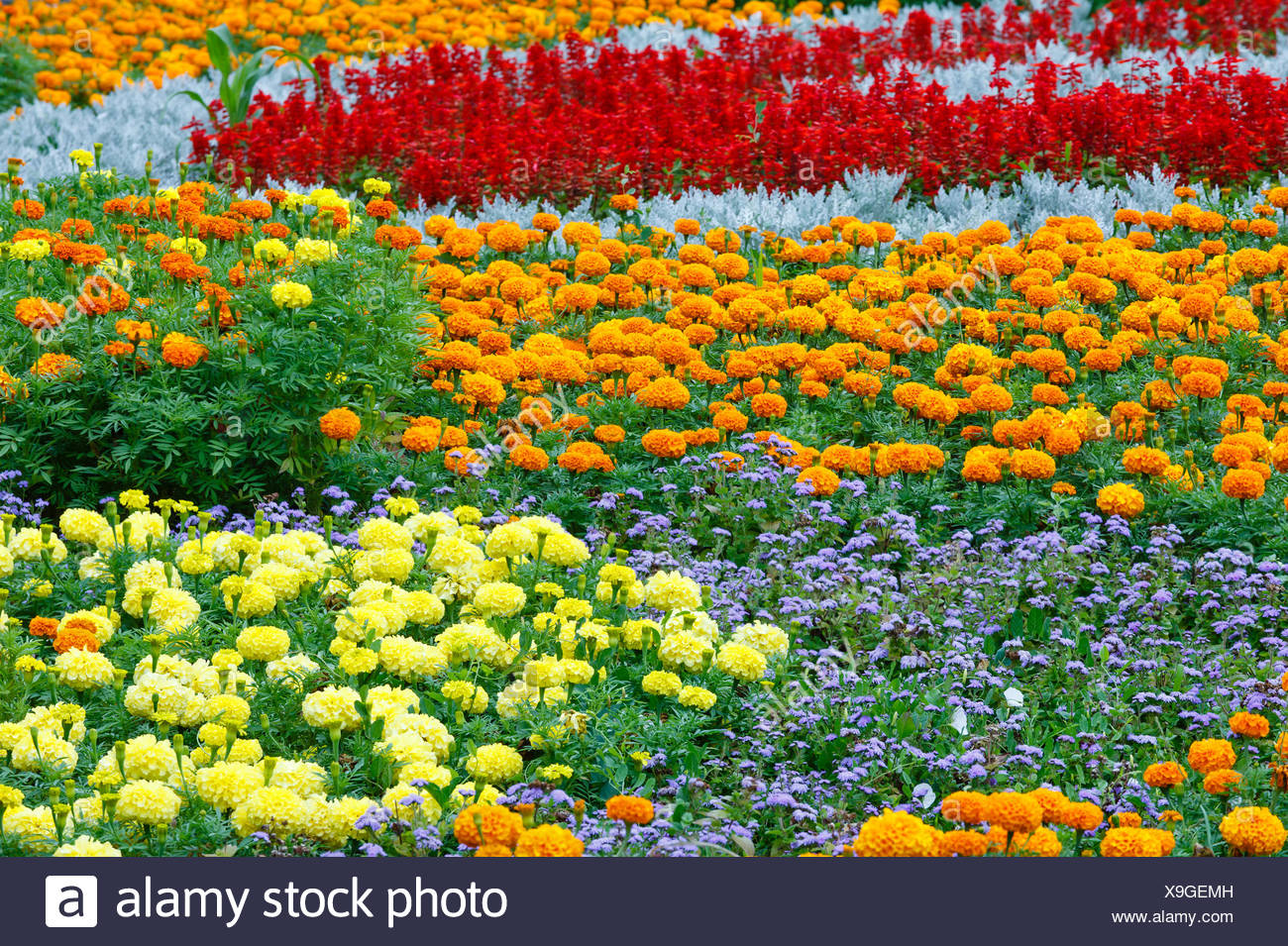 Free download Colourful Tulips And Hyacinth Flowerbed Background In An ...