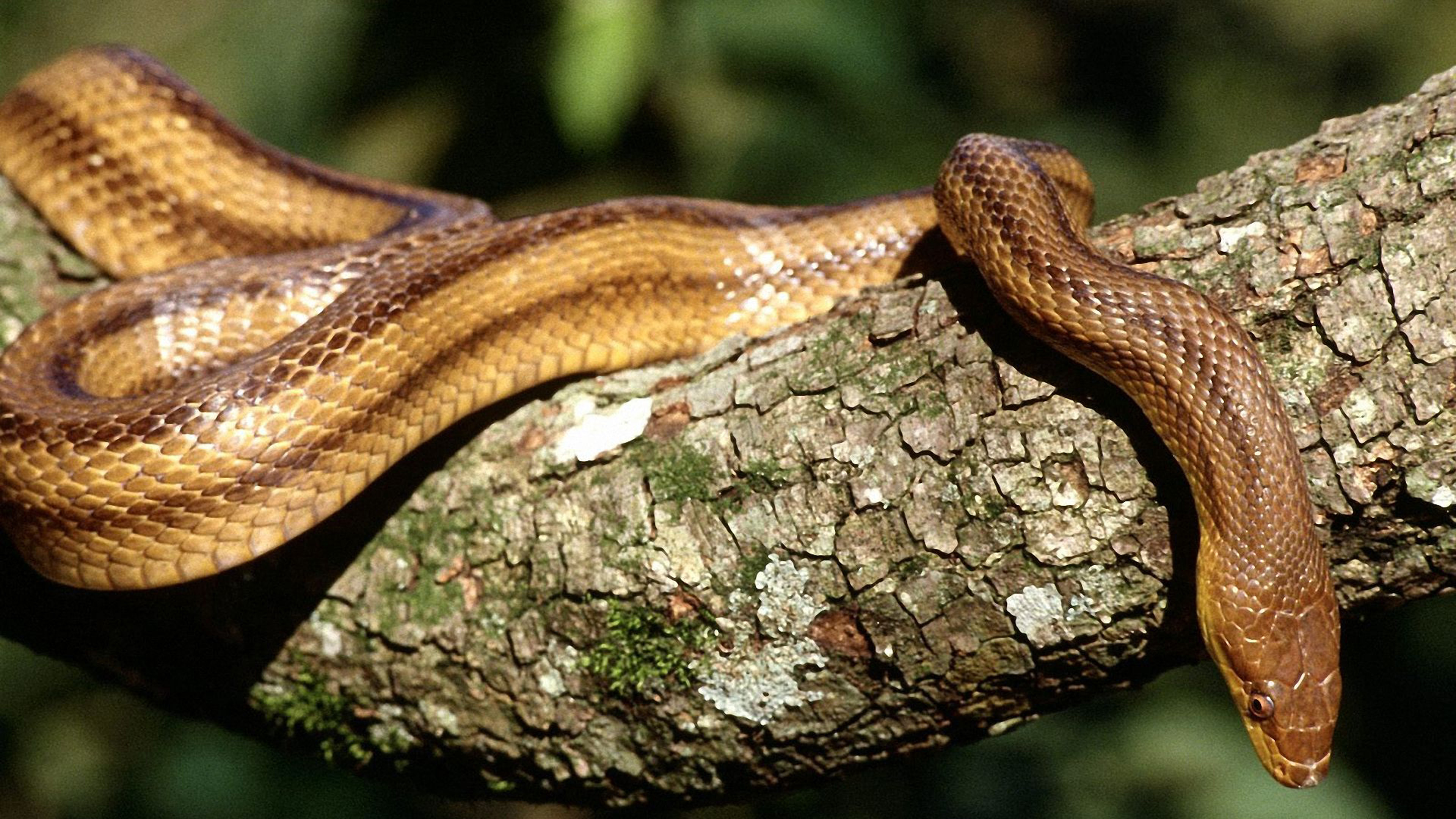 Anaconda Wallpaper