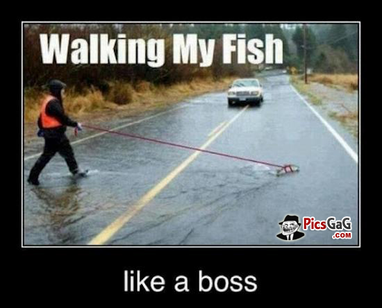  Walking Fish Like A Boss Fish Meme Funny Monkey Sleeping Like A Boss