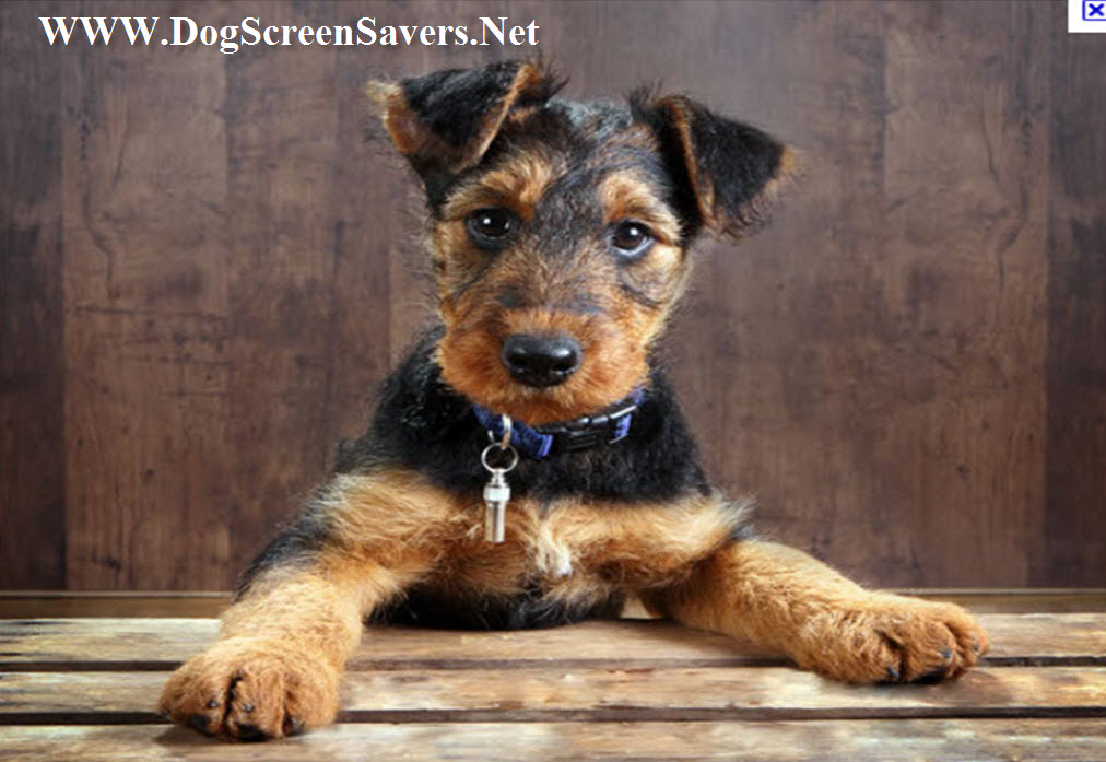 Airedale Terrier Dogs Screensaver