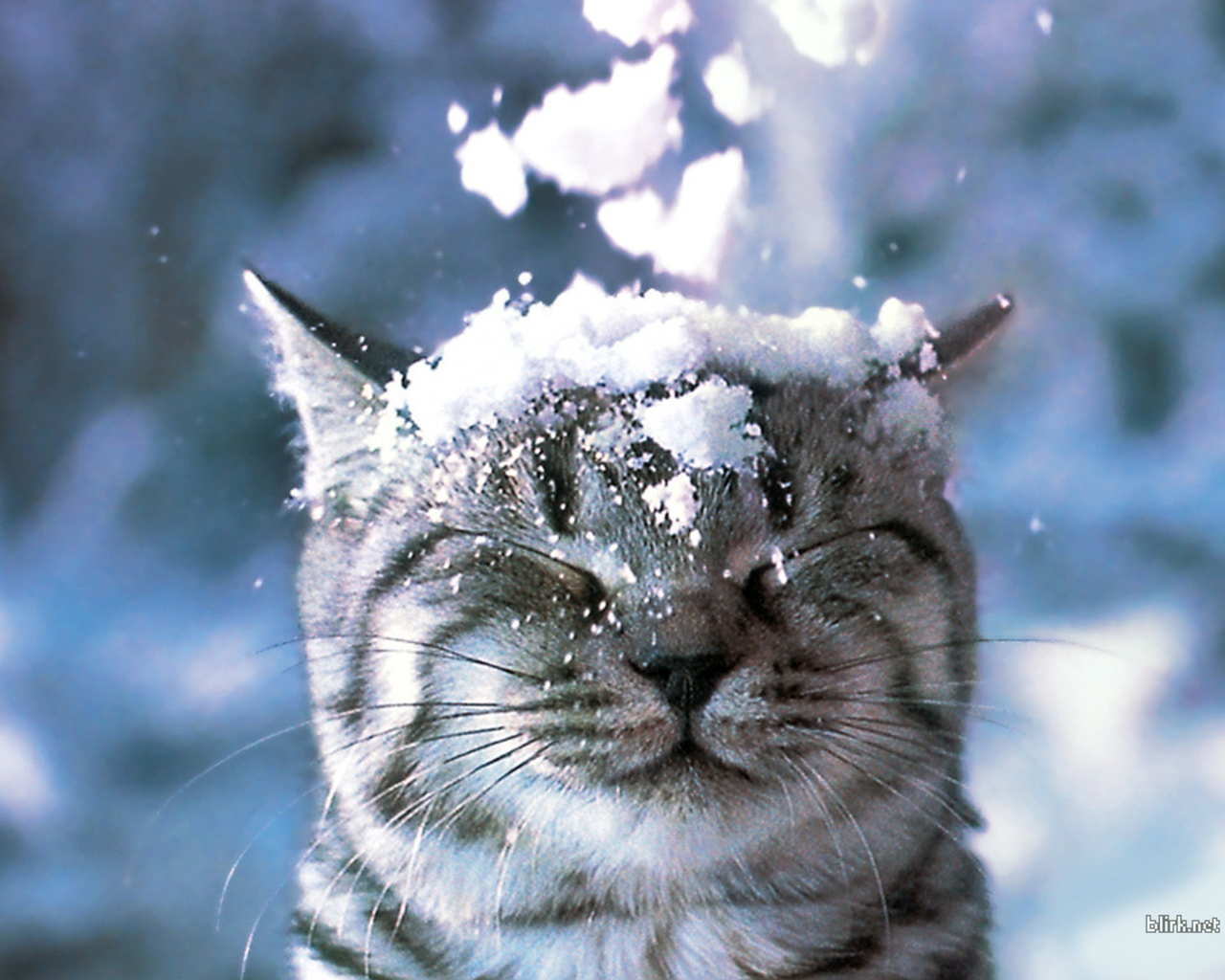 Cat in the Snow Wallpaper cats 28363007 1280 1024jpg