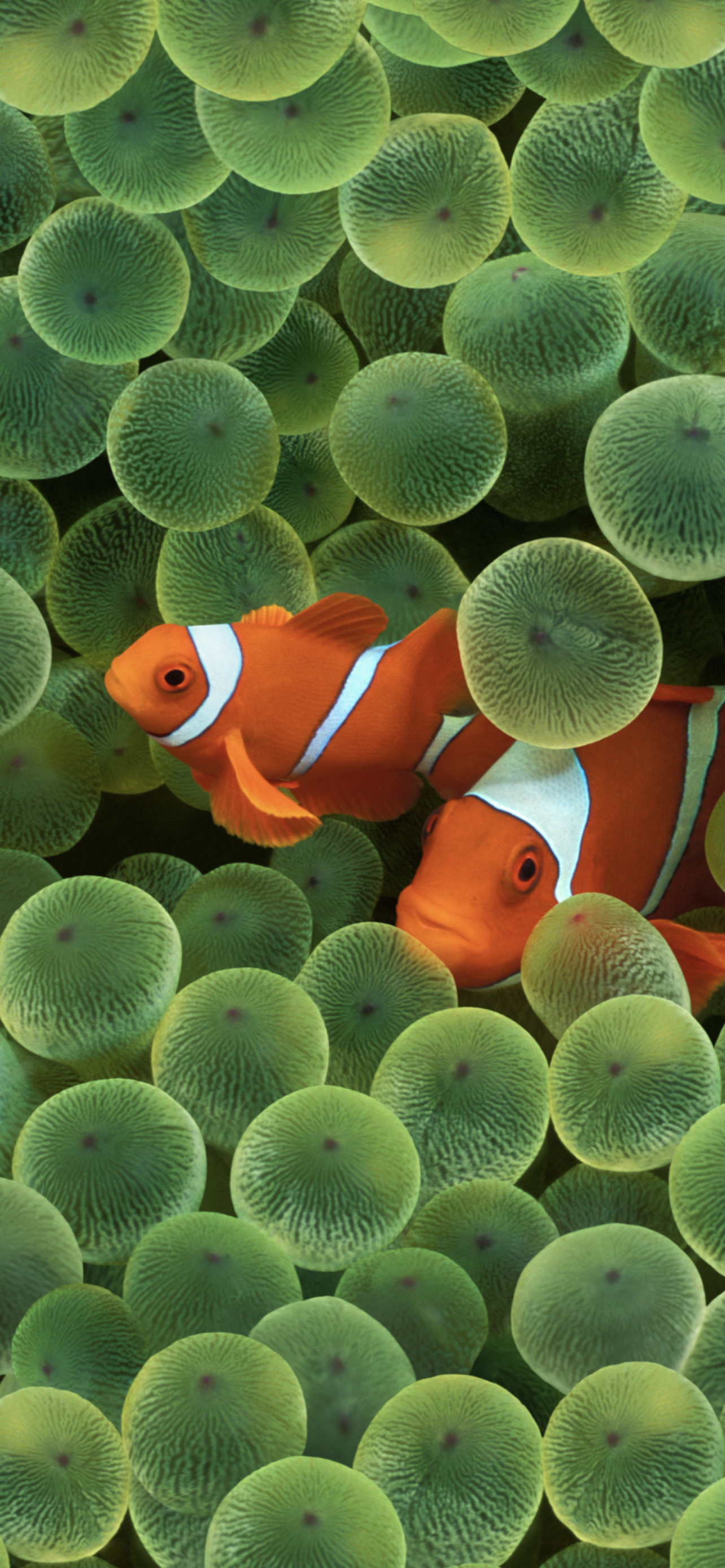 iOS includes clownfish wallpaper from original iPhone 9to5Mac