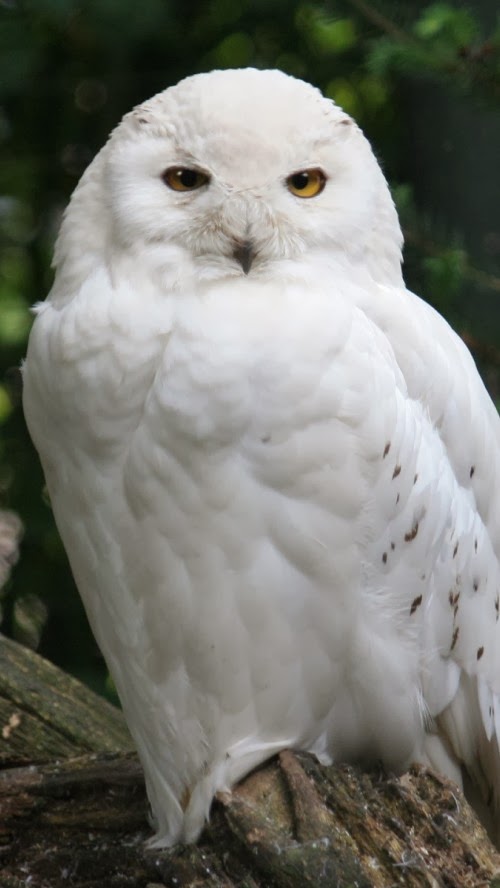 Amazing White Owl On Tree iPhone Hq Wallpaper