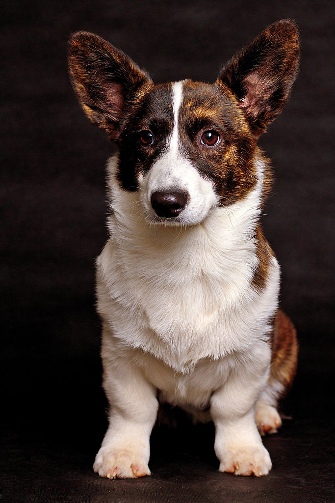 Welsh Corgi Dogs Cute Puppy Pictures