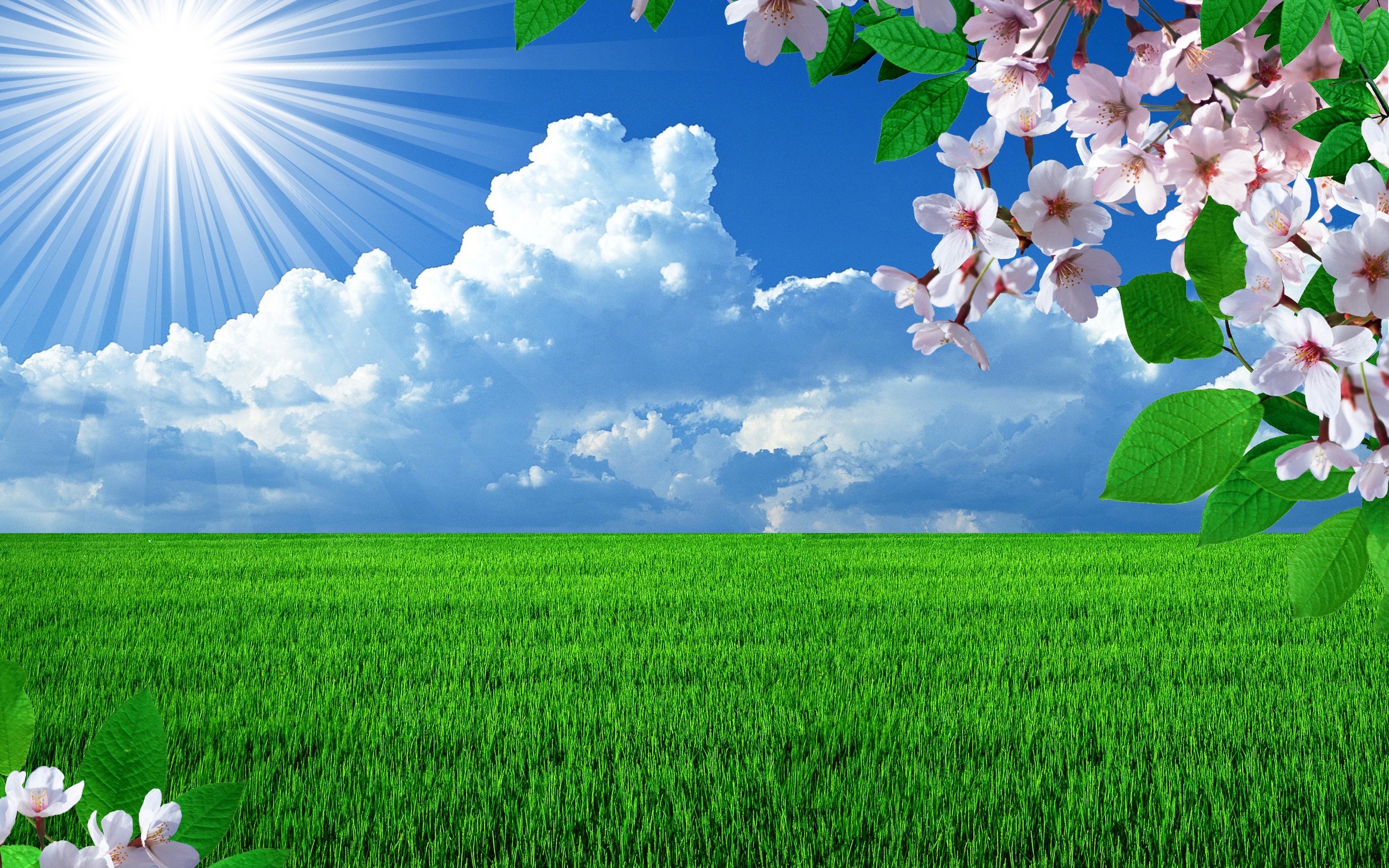 Beautiful Spring Field Wallpaper And Image Pictures