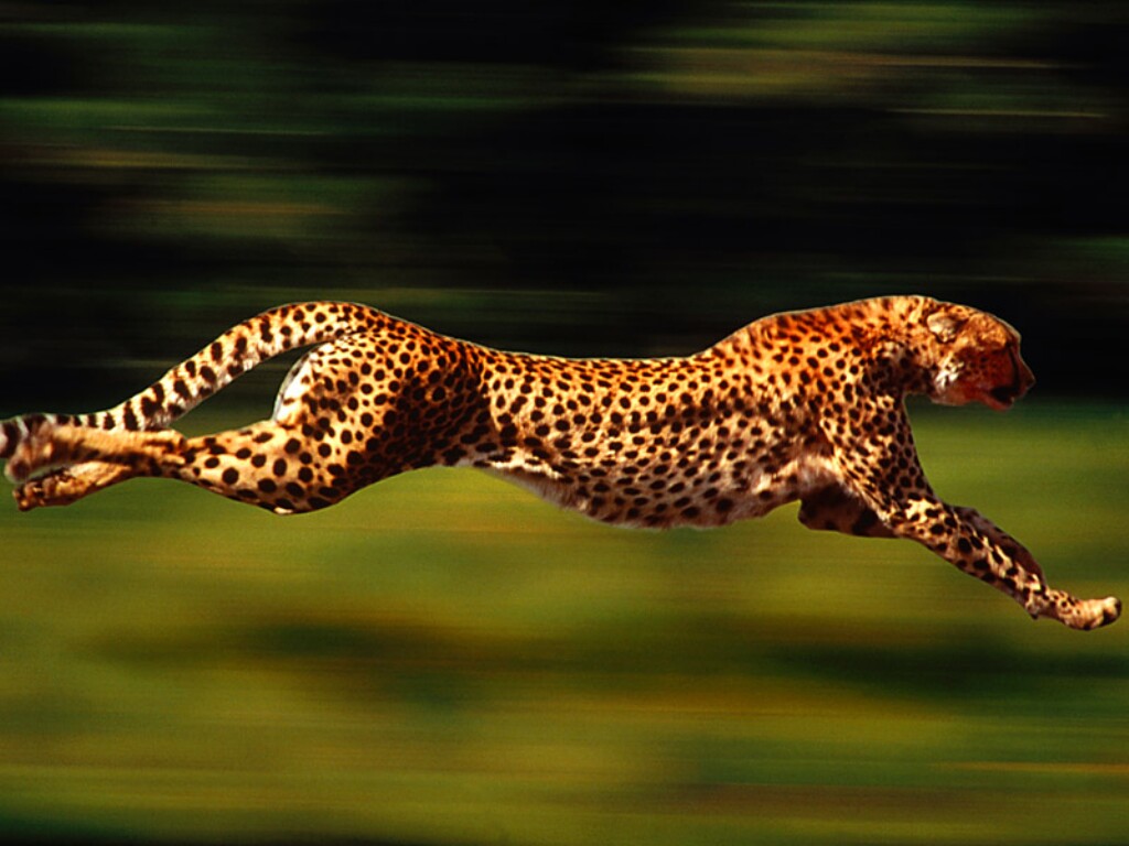 Animal Wallpapers Cheetah Running Wallpapers Running Cheetah 1024x768