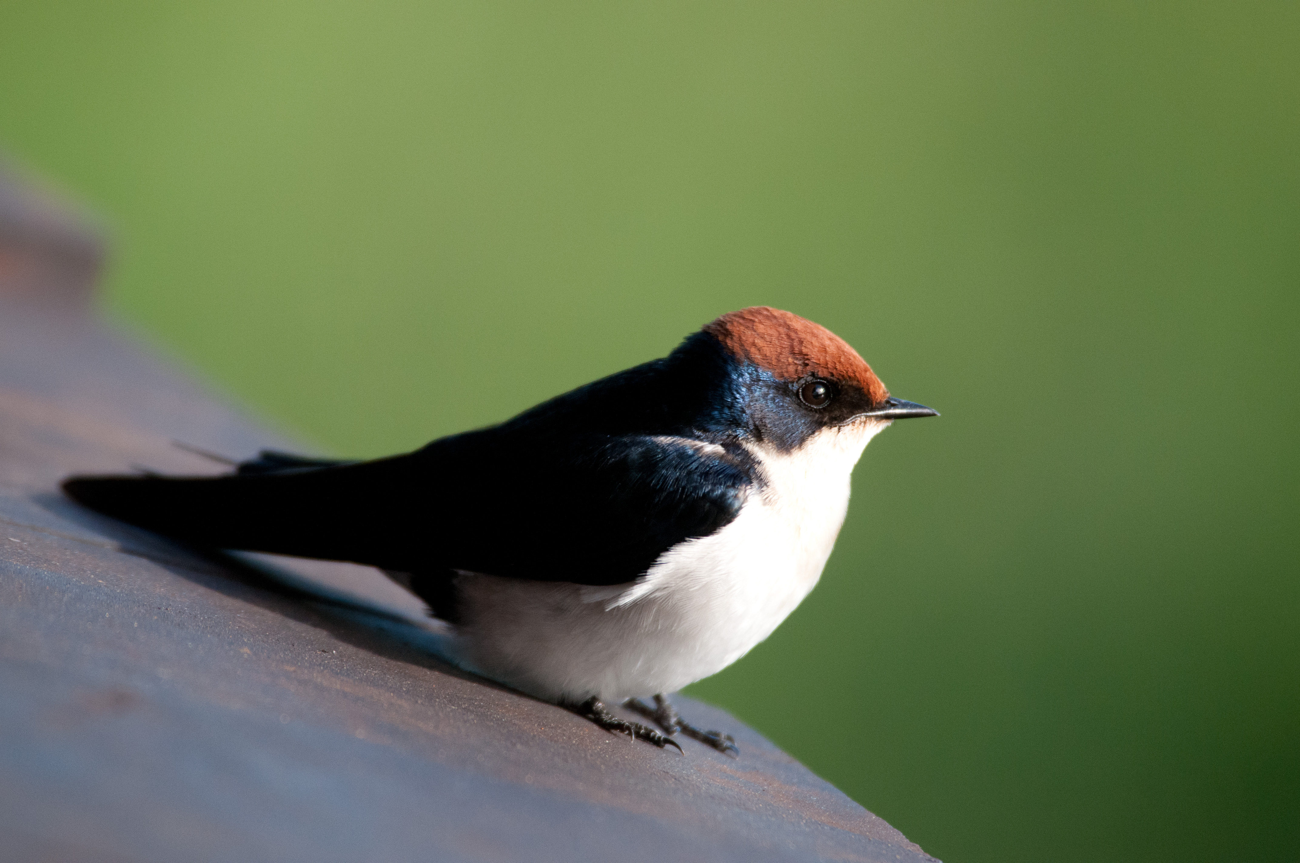 Wire Tailed Swallow Photos And Wallpaper Collection Of