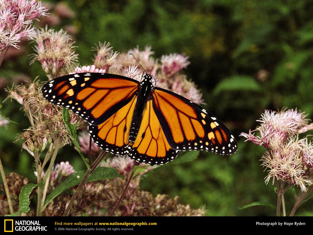 Butterfly HD Wallpaper Desktop Butterflies