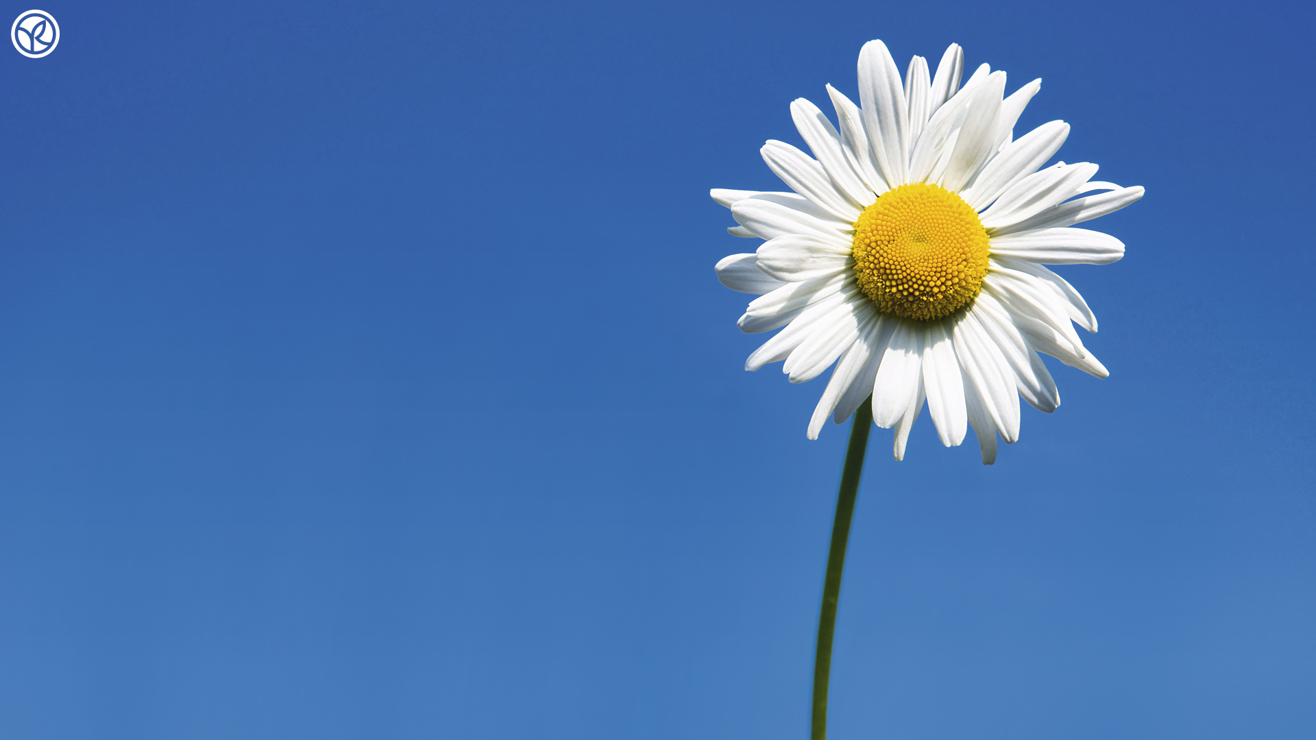 Desktop Daisy HD Wallpaper
