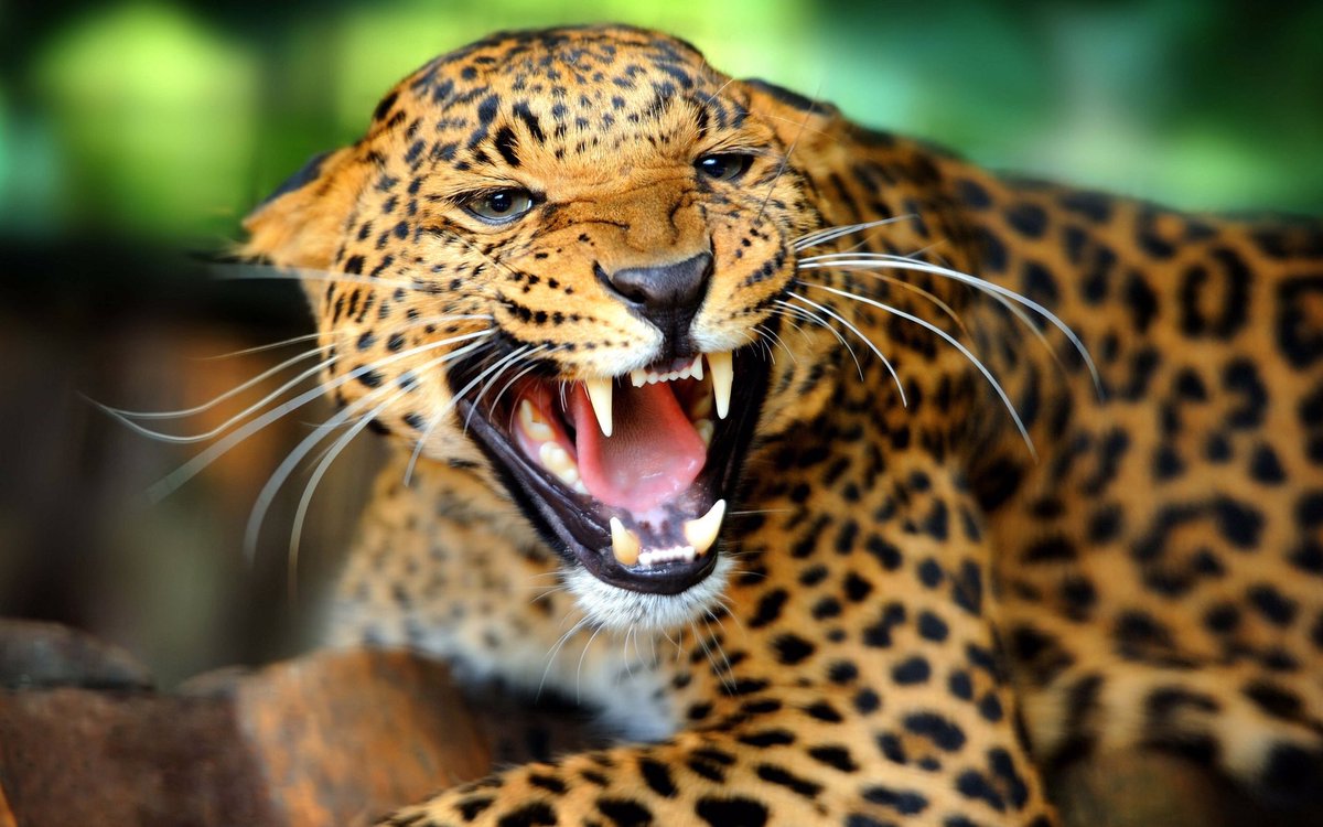 Cites On Jaguars Are The New Trafficking Victims