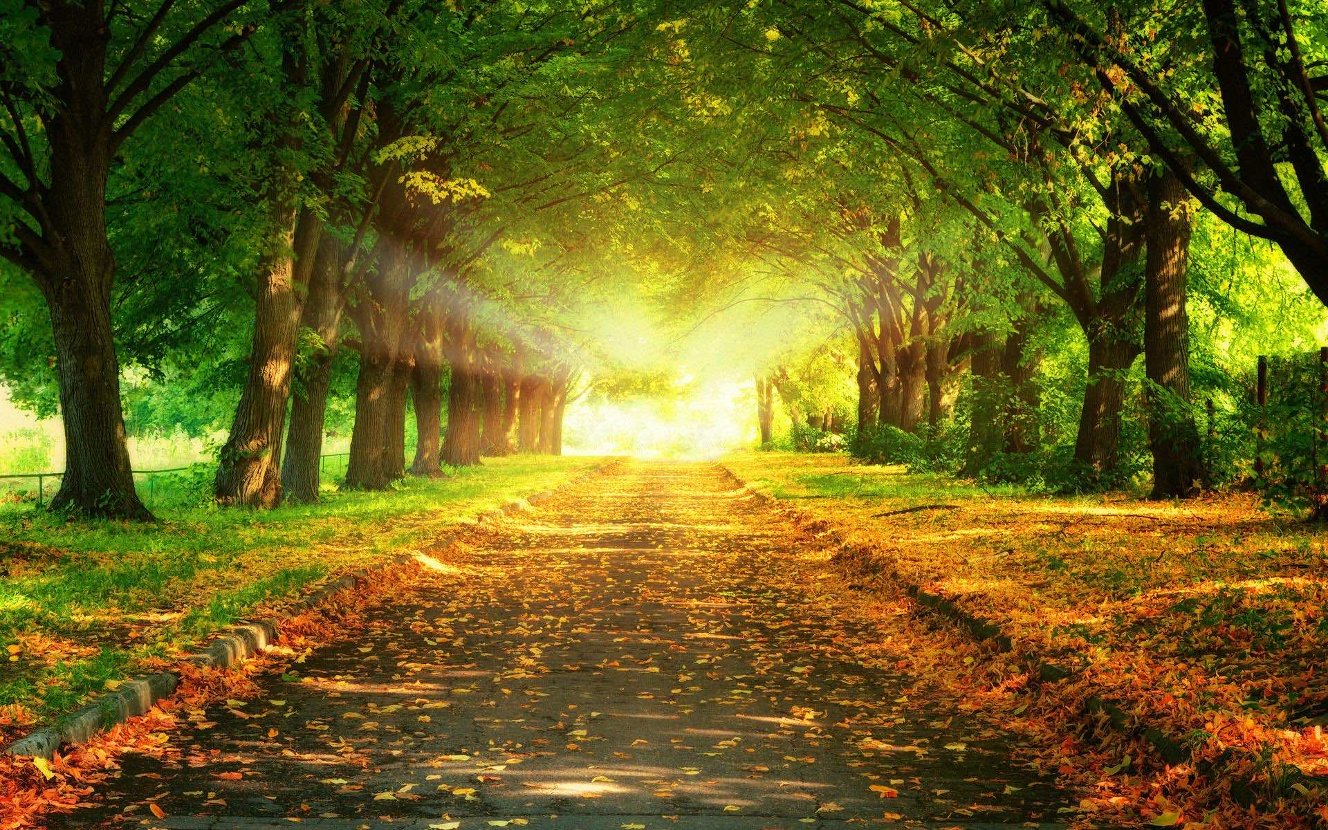 Sunlit Path through Autumn Trees