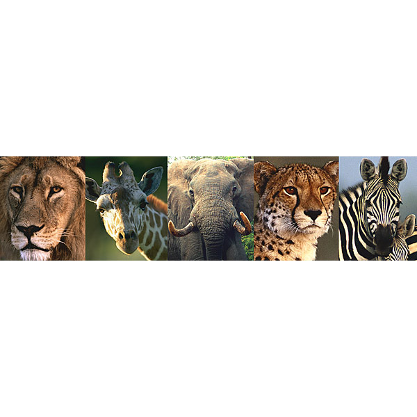 Multi Safari Animal Border   Jungle Greats   Brewster Wallpaper