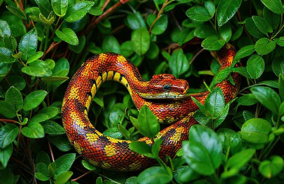 Live Snake Wallpaper