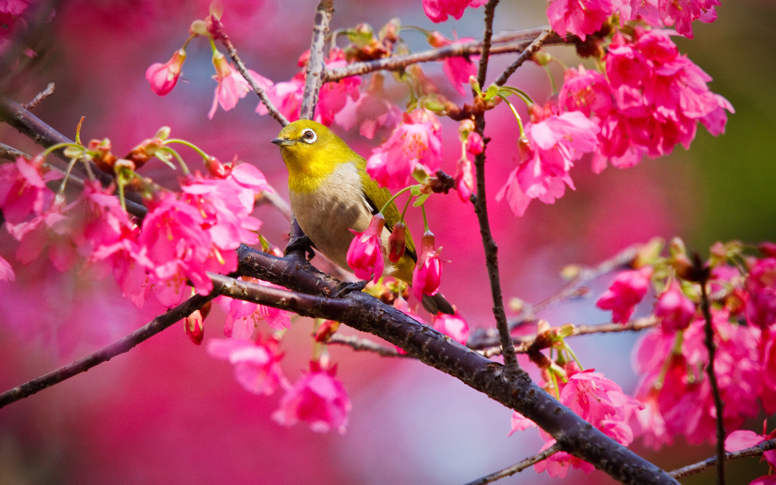 pretty wallppaer of animals a small yellow bird on the branch of rose