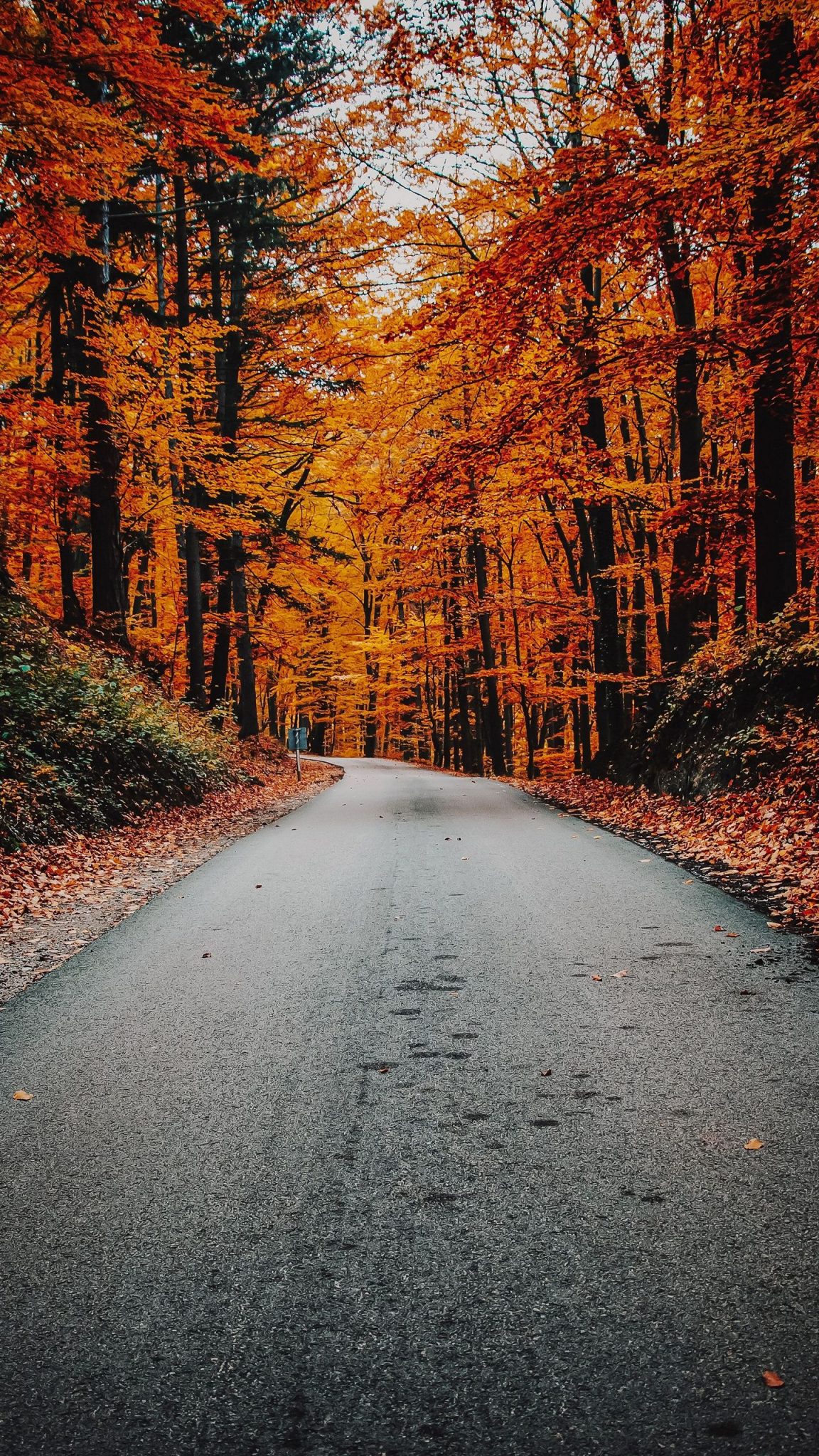 Autumn Phone Wallpaper