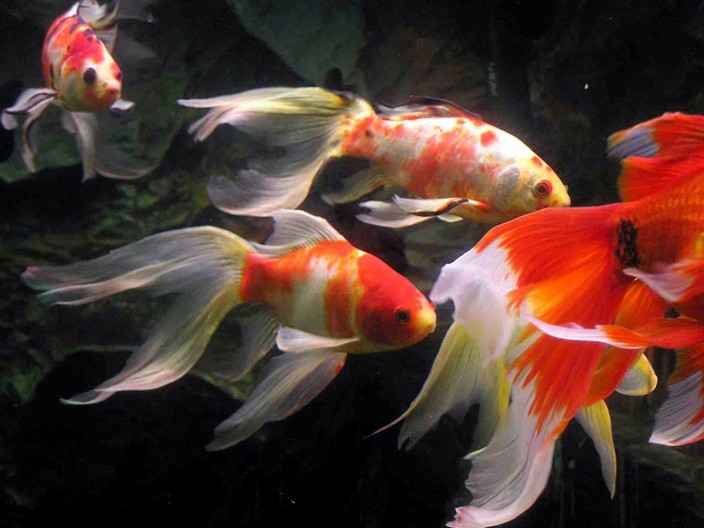 Goldfish Wallpaper Animals Town