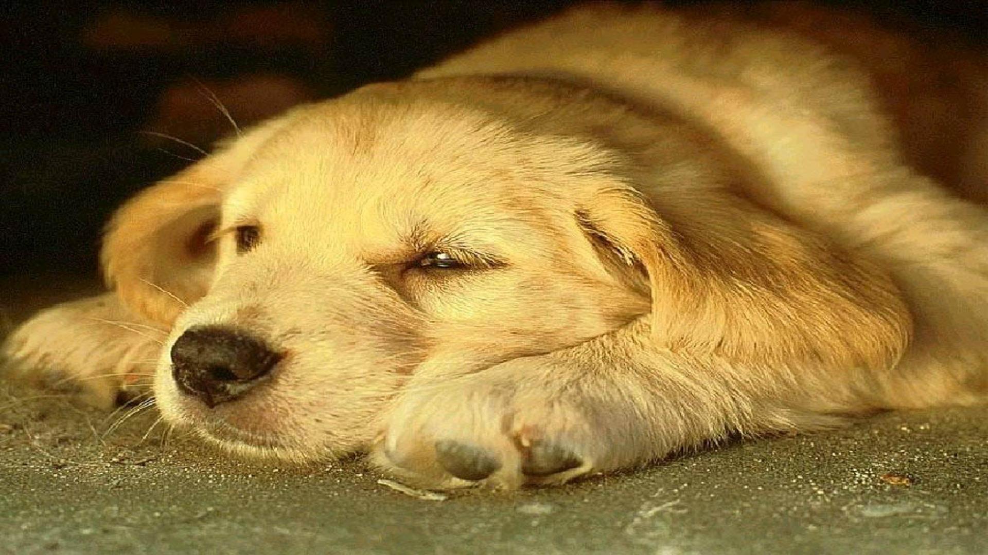 Sleepy Puppy Dog HD Wallpaper Animal