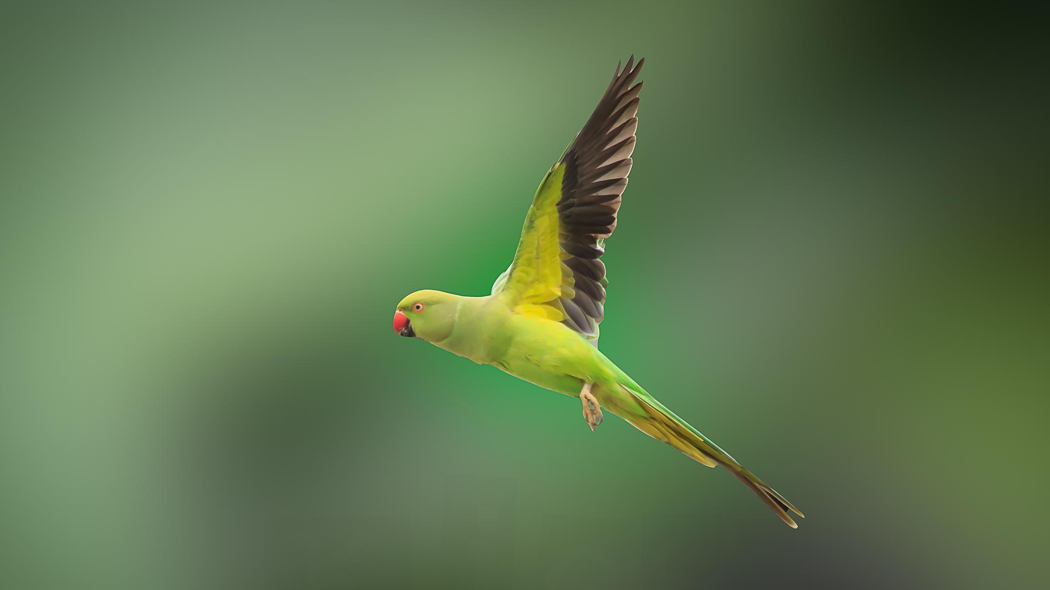 Wallpaper Green and Yellow Bird Flying Background   Download Free