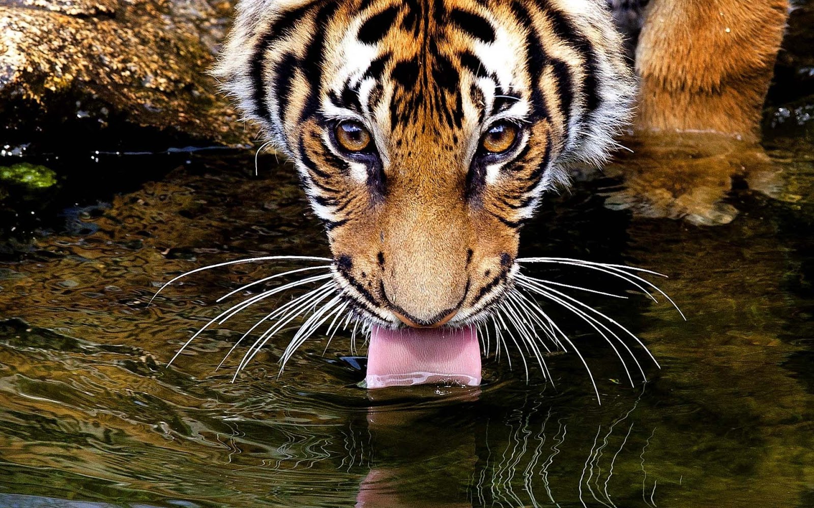 HD Animal Wallpaper Of A Tiger Drinking Water Tigers