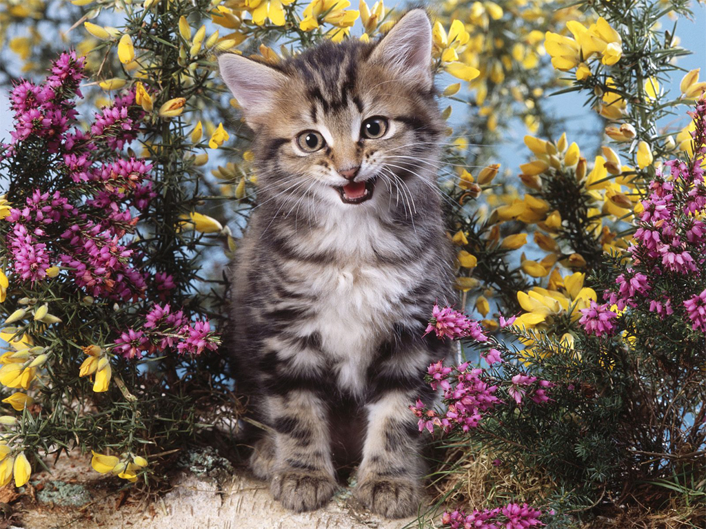 Kitten Wallpaper Cats