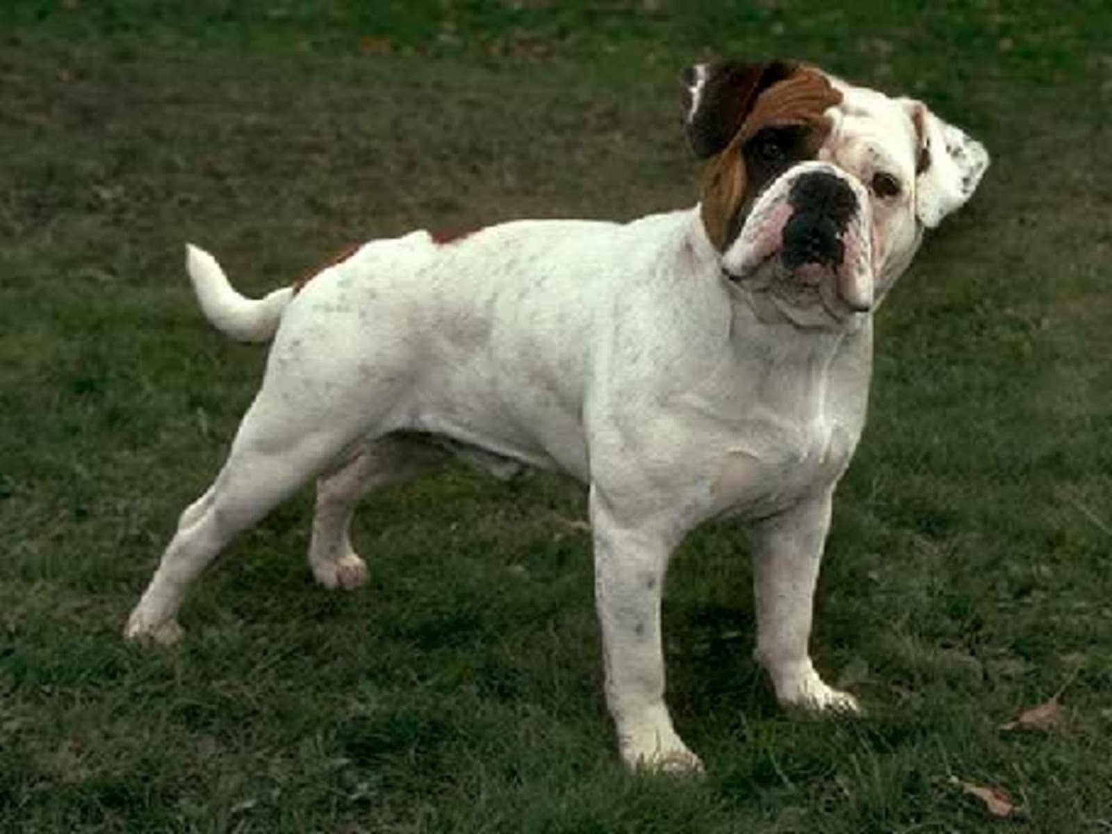Aibob Most Expensive Dog Breeds