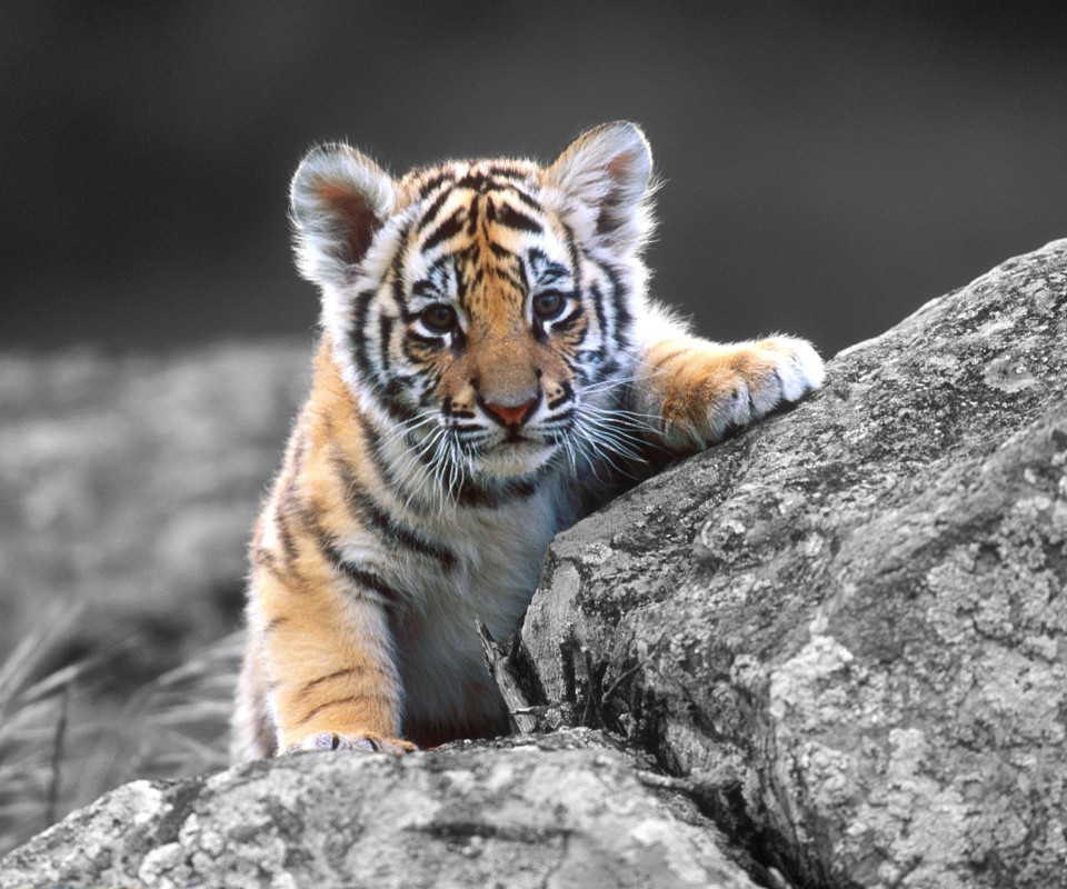 Amazing Animals Tiger Baby Wallpaper Wallpaper55 Best