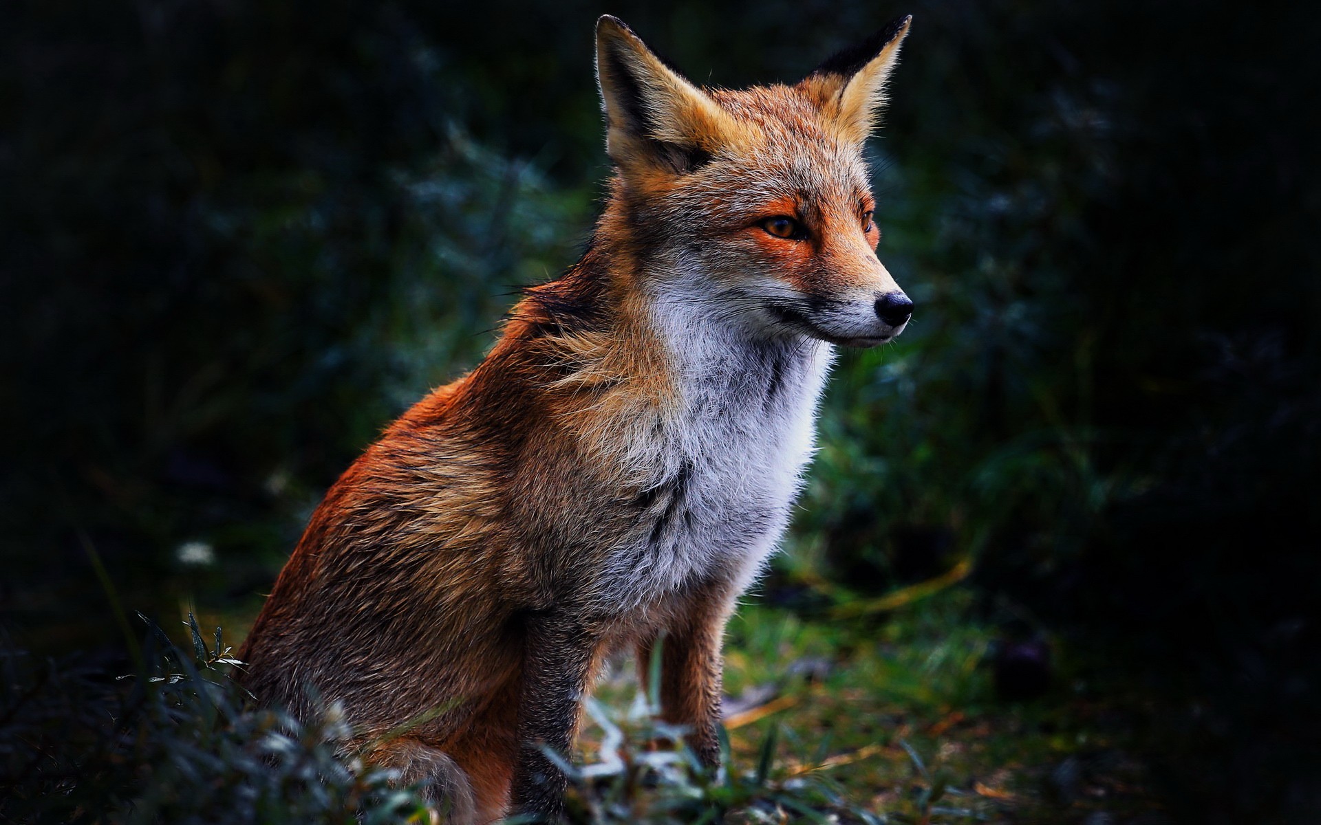 fox   Ecosia