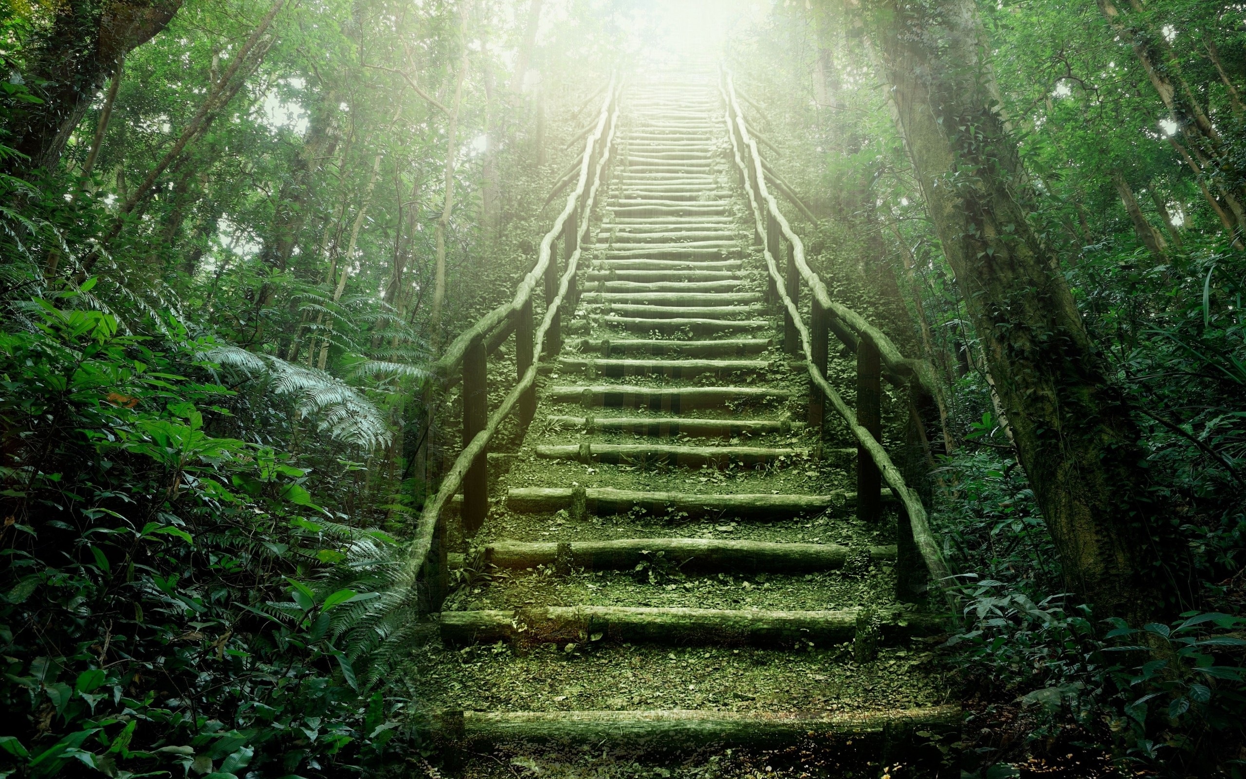Rainforest Wallpaper For iPhone 5s
