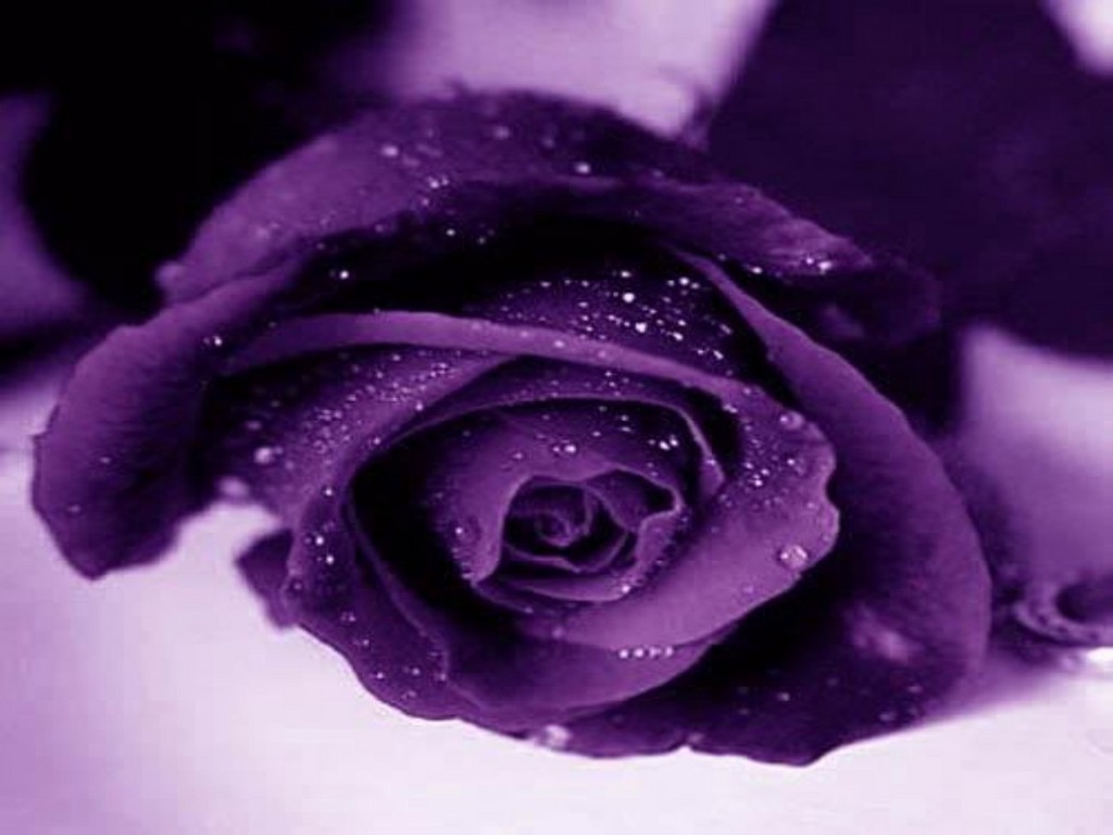 Purple Rose Flowers Flower HD Wallpaper Image