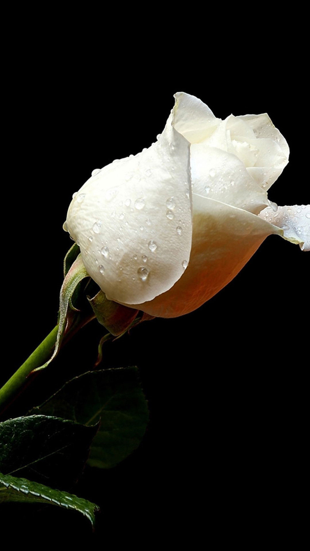 Pure White Wallpaper