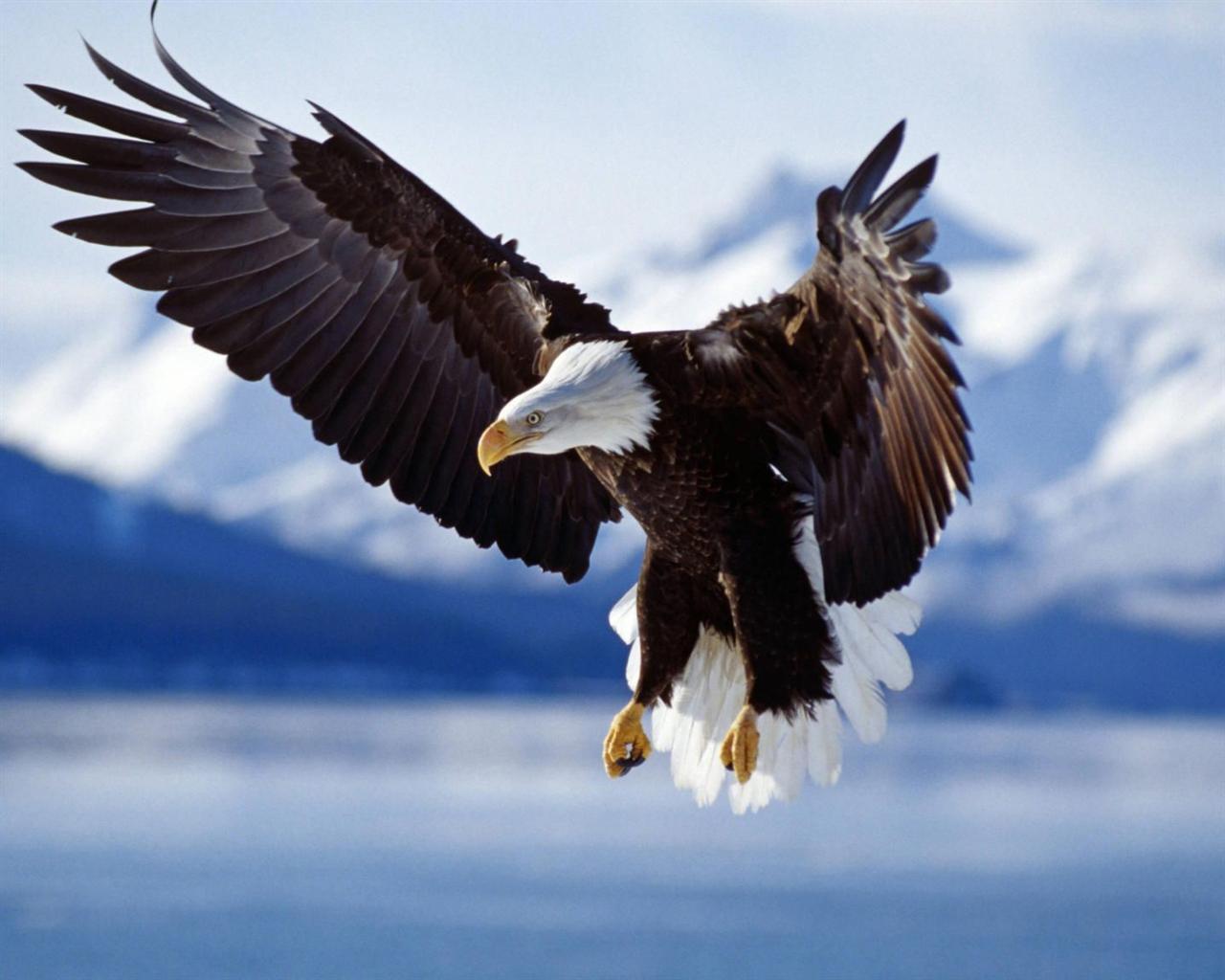 Alaska Bald Eagle Flying Desktop Wallpaper Background